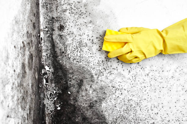 Best Certified Mold Removal  in Osawatomie, KS