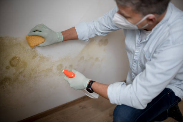 Mold Removal Process in Osawatomie, KS