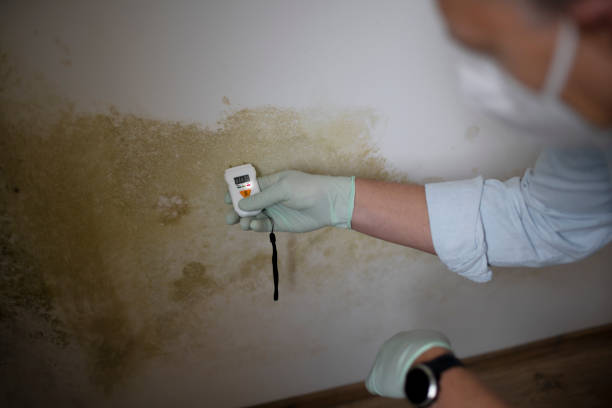 Best Home Mold Removal  in Osawatomie, KS