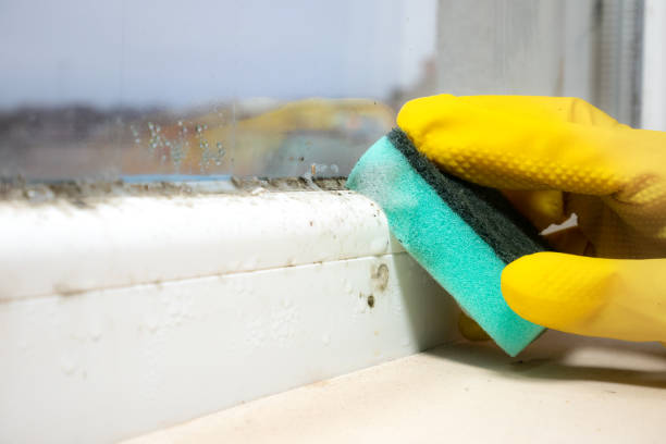 Best Mold Damage Repair  in Osawatomie, KS
