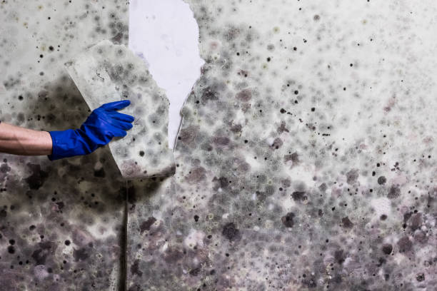 Best Mold Removal Near Me  in Osawatomie, KS