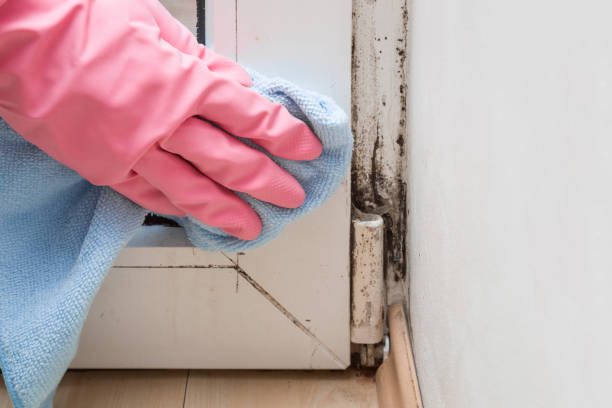 Best Mold Removal Near Me  in Osawatomie, KS