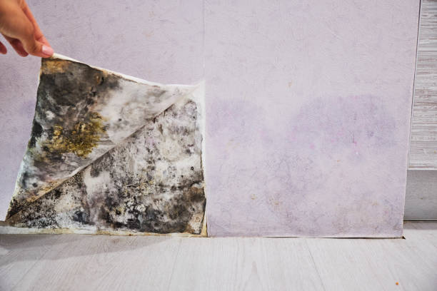 Best Black Mold Removal  in Osawatomie, KS